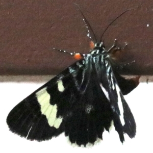 Phalaenoides glycinae at Ainslie, ACT - 2 Feb 2019 01:46 PM