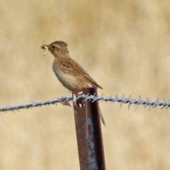 Alauda arvensis (Eurasian Skylark) at Wallaroo, NSW - 3 Feb 2019 by RodDeb