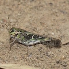 Gastrimargus musicus (Yellow-winged Locust or Grasshopper) at The Pinnacle - 5 Feb 2019 by Alison Milton