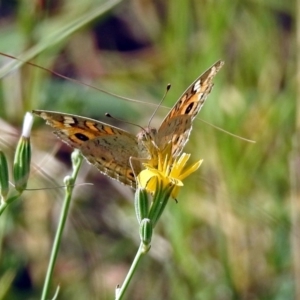 Junonia villida at Wallaroo, NSW - 4 Feb 2019