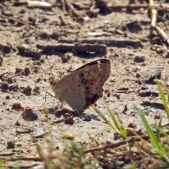 Junonia villida at Wallaroo, NSW - 4 Feb 2019