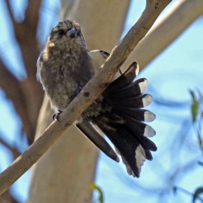 Artamus cyanopterus cyanopterus (Dusky Woodswallow) at Macgregor, ACT - 4 Feb 2019 by RodDeb