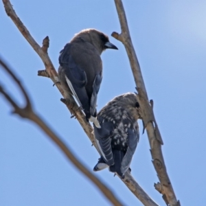 Artamus cyanopterus at Macgregor, ACT - 4 Feb 2019 11:02 AM