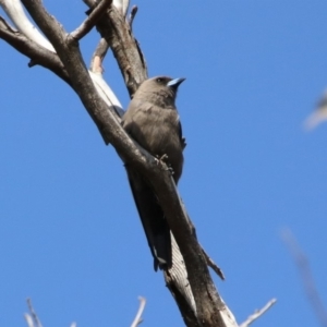 Artamus cyanopterus at Macgregor, ACT - 4 Feb 2019 11:02 AM