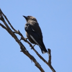 Artamus cyanopterus at Macgregor, ACT - 4 Feb 2019 11:02 AM