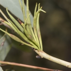 Terobiella sp. (genus) (A gall forming wasp) at The Pinnacle - 5 Feb 2019 by AlisonMilton