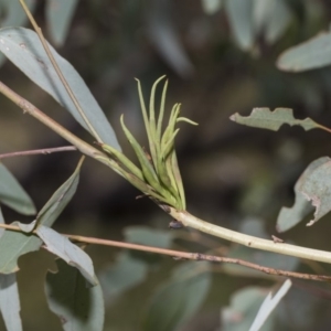 Terobiella sp. (genus) at Hawker, ACT - 5 Feb 2019