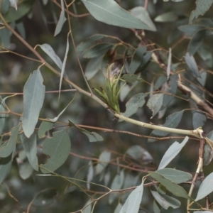 Terobiella sp. (genus) at Hawker, ACT - 5 Feb 2019 12:02 PM