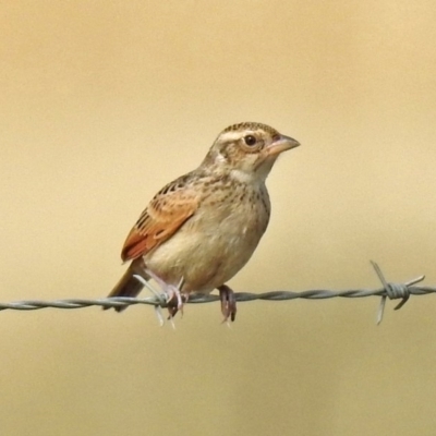 Mirafra javanica (Singing Bushlark) at Wallaroo, NSW - 4 Feb 2019 by RodDeb