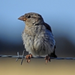 Passer domesticus (House Sparrow) at Wallaroo, NSW - 4 Feb 2019 by RodDeb