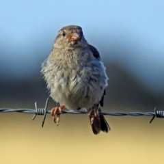 Passer domesticus at Wallaroo, NSW - 4 Feb 2019