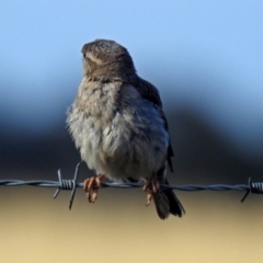 Passer domesticus at Wallaroo, NSW - 4 Feb 2019 08:45 AM