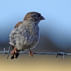 Passer domesticus at Wallaroo, NSW - 4 Feb 2019 08:45 AM