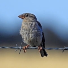 Passer domesticus at Wallaroo, NSW - 4 Feb 2019