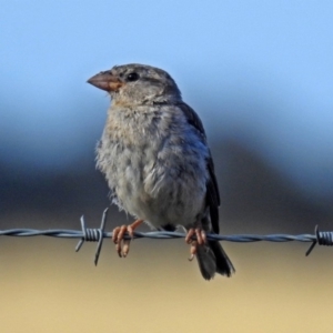 Passer domesticus at Wallaroo, NSW - 4 Feb 2019 08:45 AM