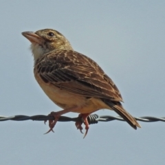 Mirafra javanica (Singing Bushlark) at Wallaroo, NSW - 4 Feb 2019 by RodDeb