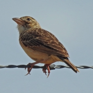 Mirafra javanica at Wallaroo, NSW - 4 Feb 2019