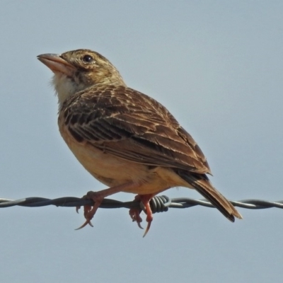 Mirafra javanica (Singing Bushlark) at Wallaroo, NSW - 3 Feb 2019 by RodDeb