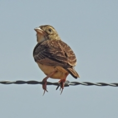 Mirafra javanica at Wallaroo, NSW - 4 Feb 2019 10:27 AM