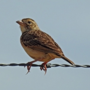 Mirafra javanica at Wallaroo, NSW - 4 Feb 2019