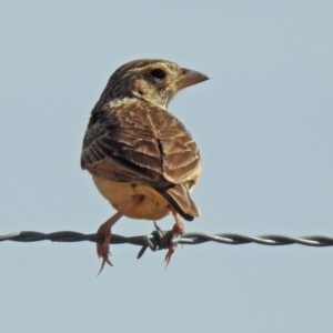 Mirafra javanica at Wallaroo, NSW - 4 Feb 2019