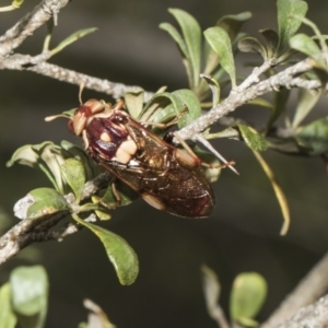 Pergagrapta polita at Hawker, ACT - 5 Feb 2019