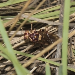 Pergagrapta polita at Hawker, ACT - 5 Feb 2019