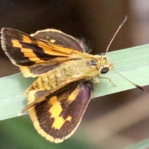 Ocybadistes walkeri at Ainslie, ACT - 2 Feb 2019