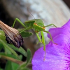 Orthodera ministralis at Macarthur, ACT - 4 Feb 2019 06:30 PM