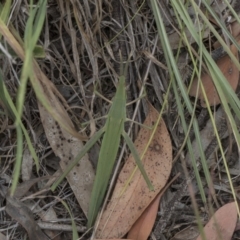 Acrida conica (Giant green slantface) at Hawker, ACT - 5 Feb 2019 by Alison Milton