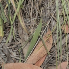 Acrida conica at Hawker, ACT - 5 Feb 2019 11:21 AM