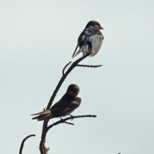 Hirundo neoxena at Dunlop, ACT - 4 Feb 2019