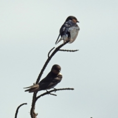 Hirundo neoxena (Welcome Swallow) at Dunlop, ACT - 3 Feb 2019 by RodDeb