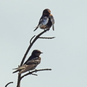 Hirundo neoxena at Dunlop, ACT - 4 Feb 2019