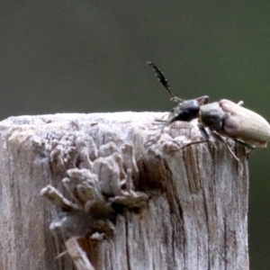 Euctenia sp. (genus) at Ainslie, ACT - 2 Feb 2019