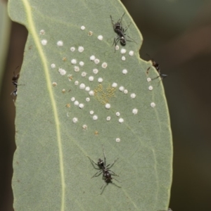 Iridomyrmex sp. (genus) at Hawker, ACT - 5 Feb 2019