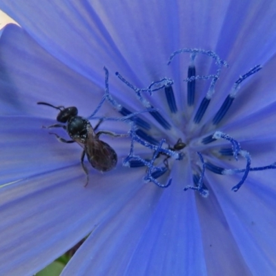 Lasioglossum (Homalictus) sp. (genus & subgenus) (Furrow Bee) at Macgregor, ACT - 4 Feb 2019 by RodDeb