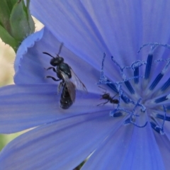 Lasioglossum (Homalictus) sp. (genus & subgenus) at Macgregor, ACT - 4 Feb 2019