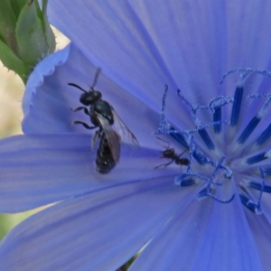 Lasioglossum (Homalictus) sp. (genus & subgenus) at Macgregor, ACT - 4 Feb 2019