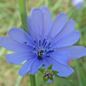 Lasioglossum (Homalictus) sp. (genus & subgenus) at Macgregor, ACT - 4 Feb 2019 10:49 AM