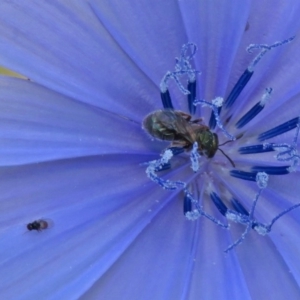 Lasioglossum (Homalictus) sp. (genus & subgenus) at Macgregor, ACT - 4 Feb 2019 10:49 AM