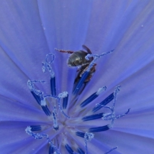 Lasioglossum (Homalictus) sp. (genus & subgenus) at Macgregor, ACT - 4 Feb 2019 10:49 AM