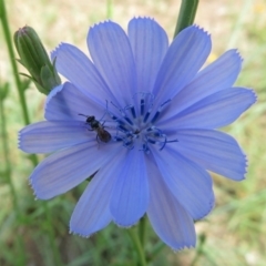 Cichorium intybus (Chicory) at Macgregor, ACT - 3 Feb 2019 by RodDeb