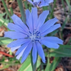 Cichorium intybus at Macgregor, ACT - 4 Feb 2019 10:42 AM