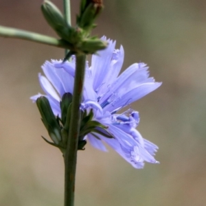 Cichorium intybus at Macgregor, ACT - 4 Feb 2019 10:42 AM