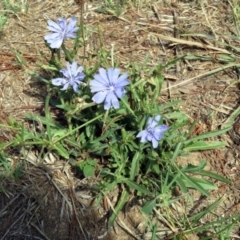 Cichorium intybus at Macgregor, ACT - 4 Feb 2019 10:42 AM