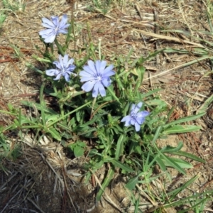 Cichorium intybus at Macgregor, ACT - 4 Feb 2019 10:42 AM