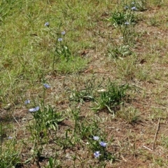 Cichorium intybus at Macgregor, ACT - 4 Feb 2019 10:42 AM