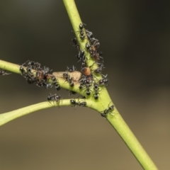 Iridomyrmex sp. (genus) (Ant) at Hawker, ACT - 5 Feb 2019 by AlisonMilton