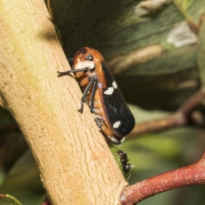 Eurymela fenestrata (Gum tree leafhopper) at The Pinnacle - 4 Feb 2019 by AlisonMilton